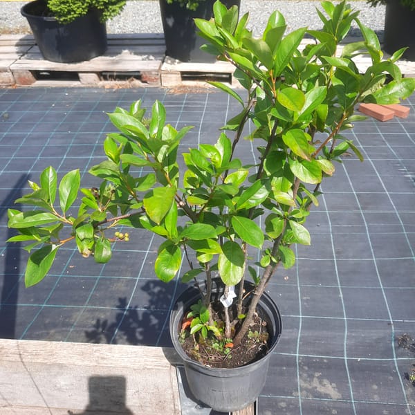 aronia-00005405-červen