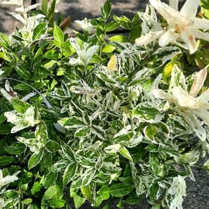 euonymus-00007152-červen