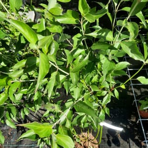 cornus-00007425-červen