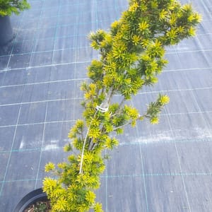 taxus-00003011-červen