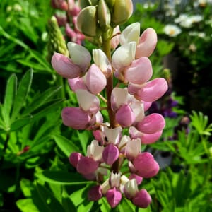 lupinus-00006751-červenec