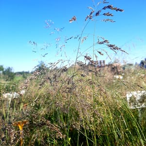 Deschampsia caespitosa 'Goldtau'_2025__K9_14.červenec