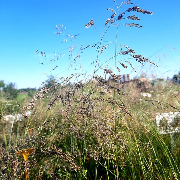 Deschampsia caespitosa 'Goldtau'_2025__K9_14.červenec