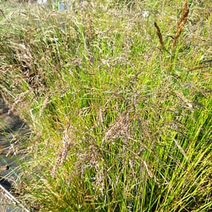 Deschampsia caespitosa 'Trautrager'_2025__K9_14.červenec