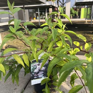 Deutzia 'Pink Pom-Pom'_2024_Keř_10/20_6.září