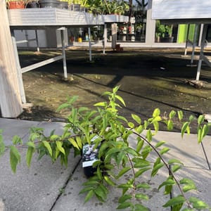 Deutzia 'Pink Pom-Pom'_2024_Keř_10/20_6.září