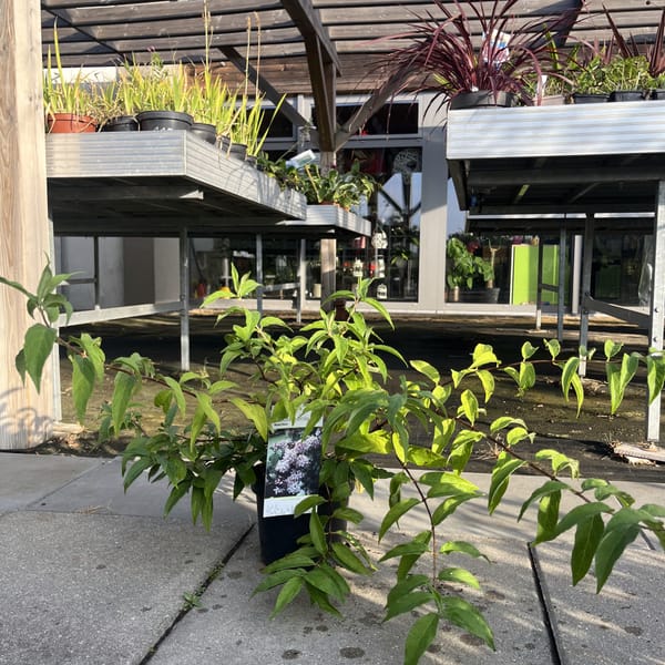 Deutzia 'Pink Pom-Pom'_2024_Keř_10/20_6.září