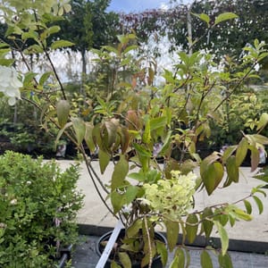 Deutzia scabra 'Candidissima'_2024_Keř_40/60_21.srpen