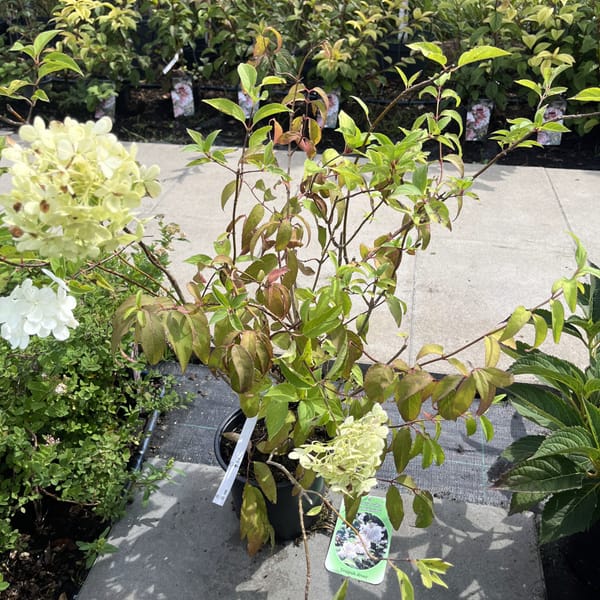 Deutzia scabra 'Candidissima'_2024_Keř_40/60_21.srpen