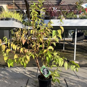 Deutzia scabra 'Candidissima'_2024_Keř_40/60_6.září