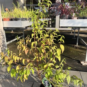 Deutzia scabra 'Candidissima'_2024_Keř_40/60_6.září