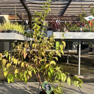 Deutzia scabra 'Candidissima'_2024_Keř_40/60_6.září