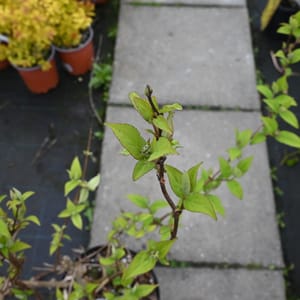 Deutzia 'Stawberry Field'_2022_Keř_40/60_16.květen