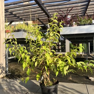 Deutzia 'Stawberry Field'_2022_Keř_40/60_6.září