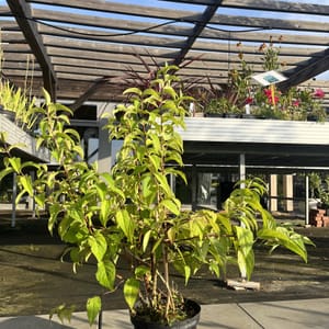 Deutzia 'Stawberry Field'_2022_Keř_40/60_6.září