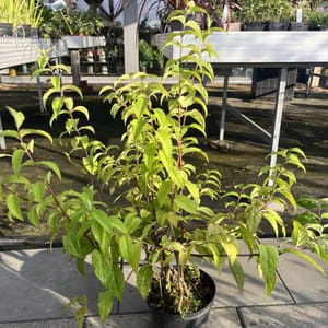 Deutzia 'Stawberry Field'_2022_Keř_40/60_6.září