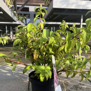 Deutzia 'Strawberry Fields'_2024_Keř_20/40_6.září