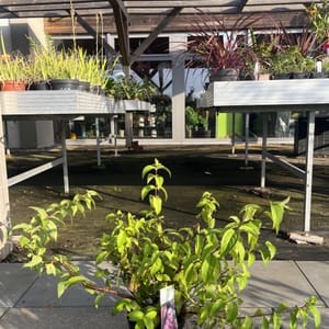 Deutzia 'Strawberry Fields'_2024_Keř_20/40_6.září