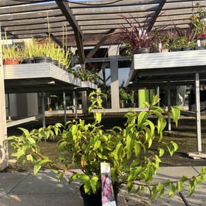 Deutzia 'Strawberry Fields'_2024_Keř_20/40_6.září