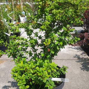 berberis-00003441-červen