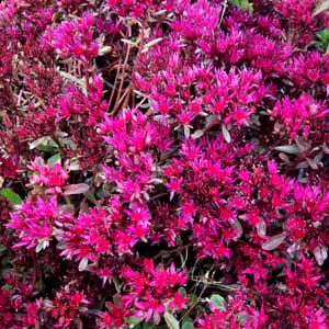 sedum-00006855-červenec