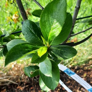 aronia-00005357-červen