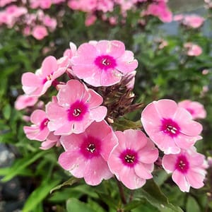 phlox-00006791-červenec
