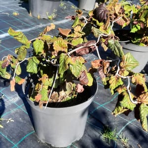 corylus-00003467-červen