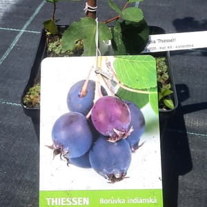 amelanchier-00006930-červen