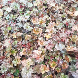 heuchera-00006704-červenec