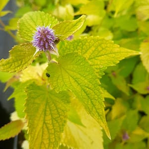 agastache-00006554-červenec