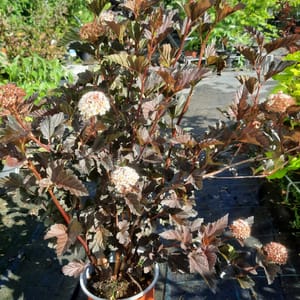 potentilla-00003829-červen