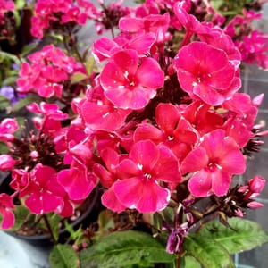 phlox-00006794-červenec