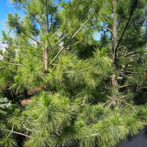 pinus-00007673-červen