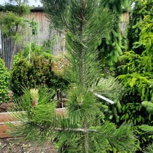 pinus-00002960-červen