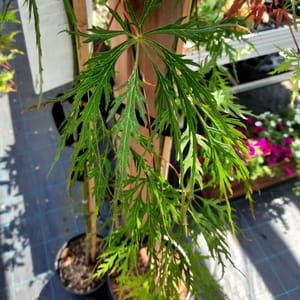 acer-00007561-červen