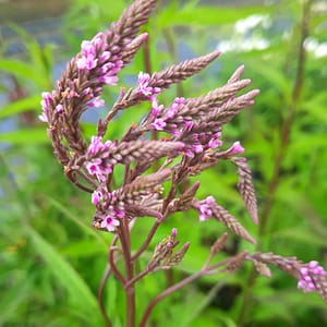 verbena-00007020-červenec