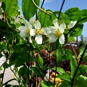 philadelphus-00007637-červen