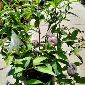 deutzia-00005551-červen