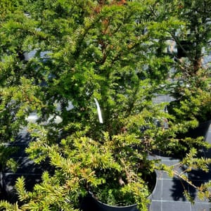 taxus-00003841-červen