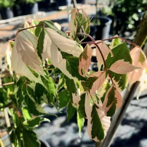 acer-00003418-červen