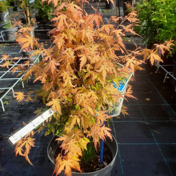 acer-00005168-červen