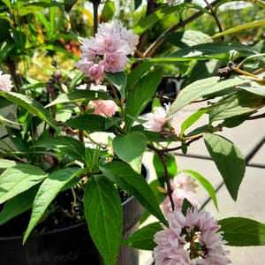 deutzia-00005551-červen