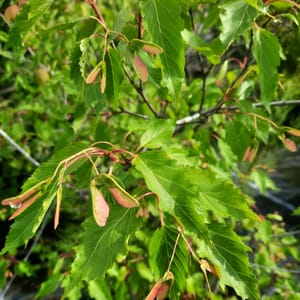 acer-00004881-červen