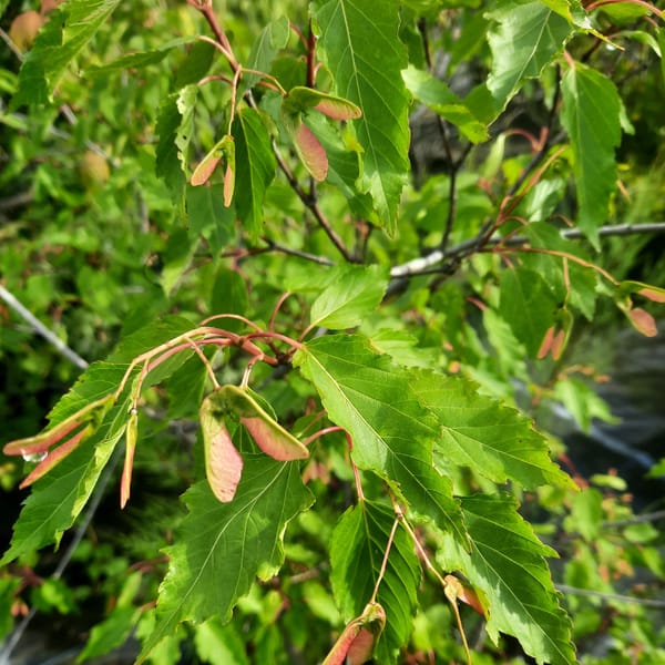 acer-00004881-červen