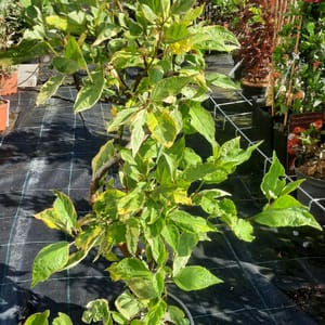 cornus-00003643-červen