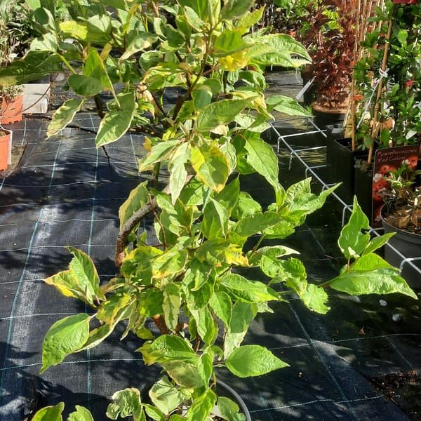 cornus-00003643-červen