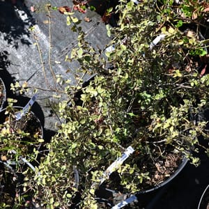 Euonymus fortunei 'Emerald Gaiety'_2022_Keř_20/40_5.květen