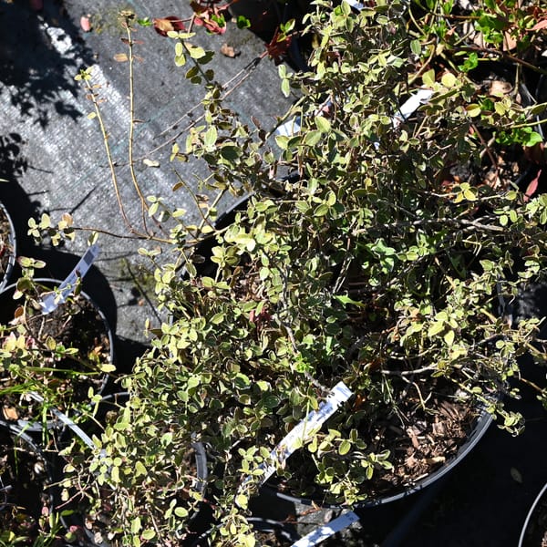 Euonymus fortunei 'Emerald Gaiety'_2022_Keř_20/40_5.květen