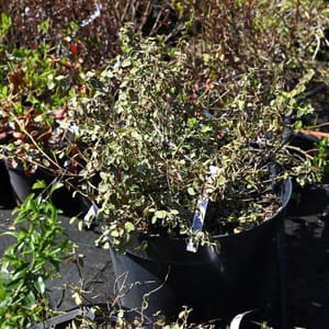 Euonymus fortunei 'Emerald Gaiety'_2022_Keř_20/40_5.květen